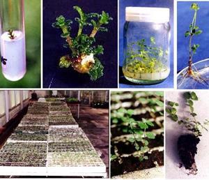 Micropropagacion de plantas nativas